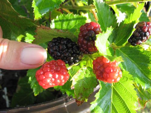 blackberry-size