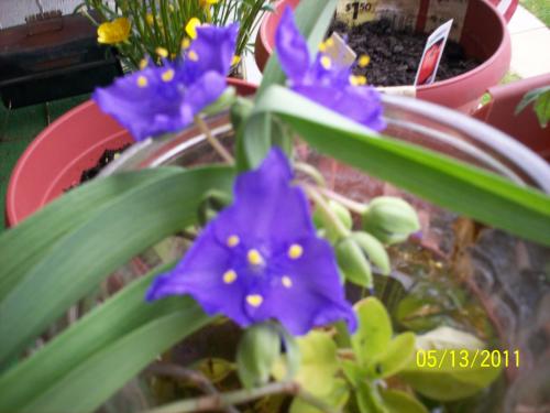 2nd view of blue wild flower
