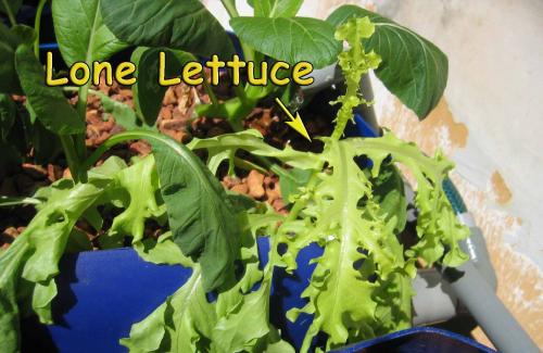 Lone Lettuce