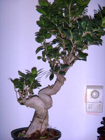 the bonsai ficus