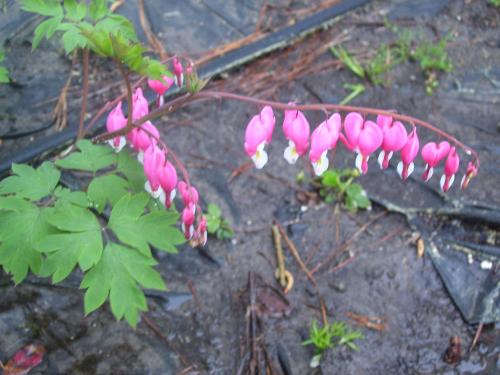 New Dicentra