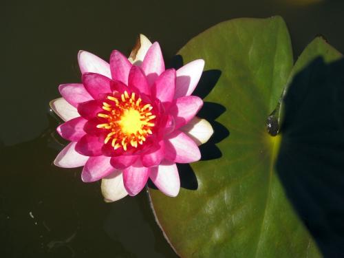 my waterlily