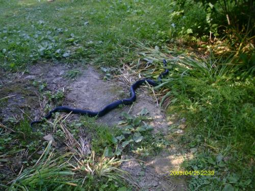 bigger king snake in my yard