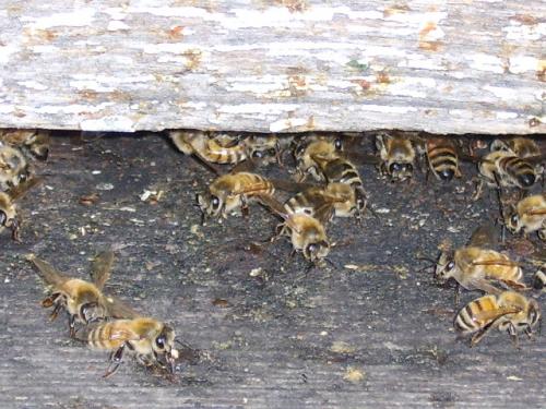  Honey bees on the hive entrance