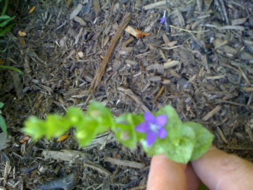 Purple Mystery Flower