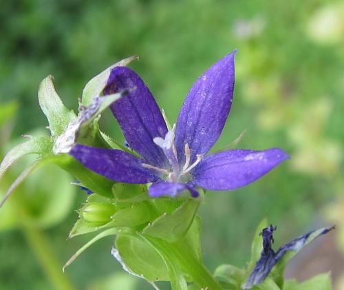 Mystery Purple Flower Closeup