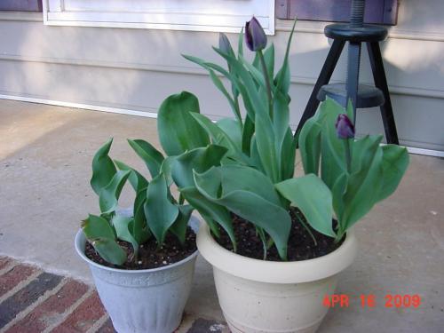 potted purple tulips..
