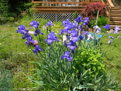 A garden party of purple.