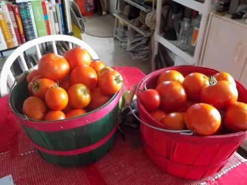 two baskets of tomatoes 