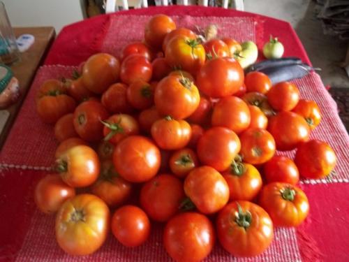 A big pile of tomatoes