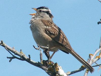 White-crowned Sparrow.