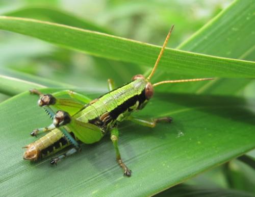Interesting Grasshopper