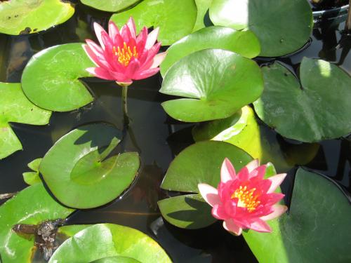 Reflective Flame Water Lilies
