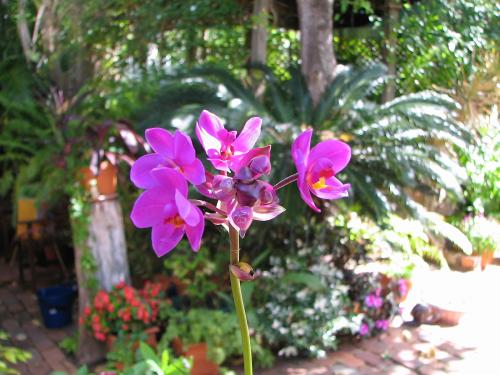 Spathoglottis or Ground Orchid
