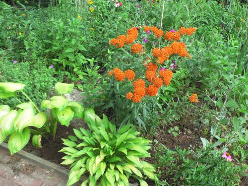 2 hostas & a butterfly weed