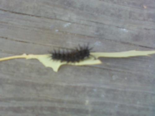 fuzzy, black caterpillar 2