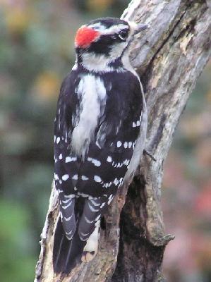 Male Downy Woodpecker.
