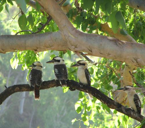 Kookaburras live in family groups