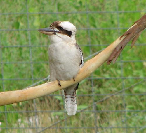 The Laughing Kookaburra is a common sight here