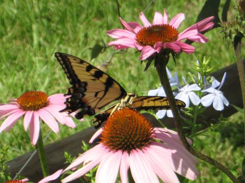 Tiger Swallowtail on Coneflowers