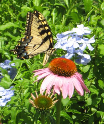 Tiger Swallowtail on Coneflower