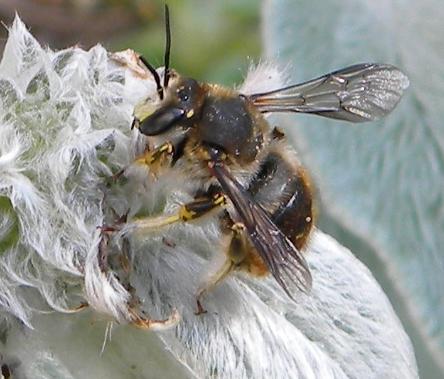 Interesting behaving bee/fly
