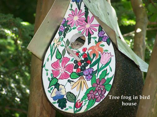 White tree frog living in birdhouse