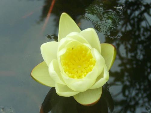My mother's waterlily which lives with me