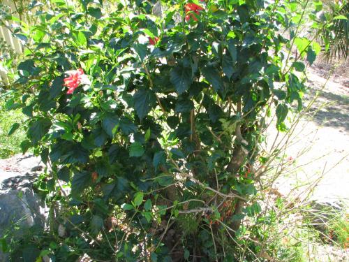 The old red-flowering Hibisbus rosa-sinensis 