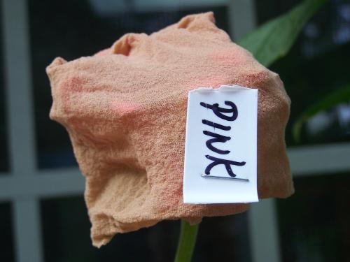 Pantyhose bags to cover zinnias, staple one end closed