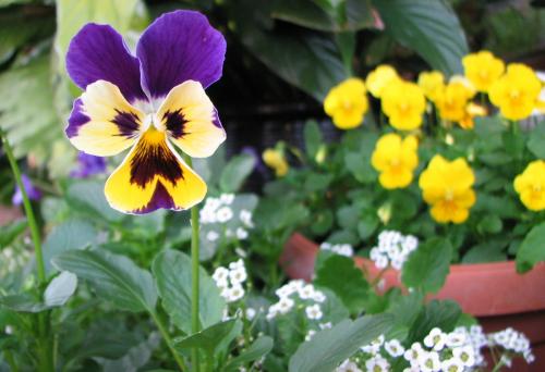 'Super Swiss Giant' Pansy