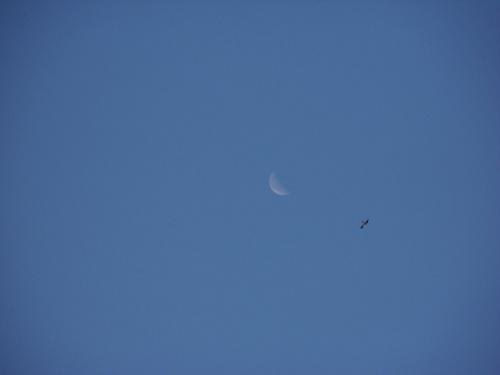 Tern and Moon