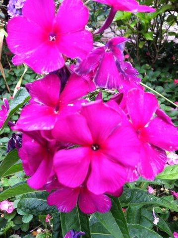 one of a bundle of bare root phlox I got last year