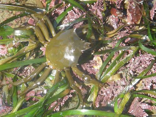 Shield-backed Kelp crab, Pugettia producta.
