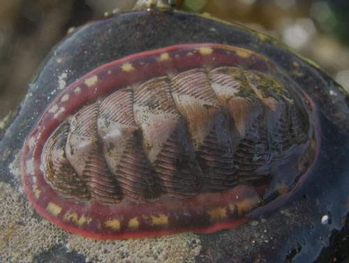  lined chiton.