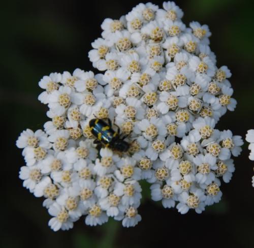 Wild Yarrow with visitor