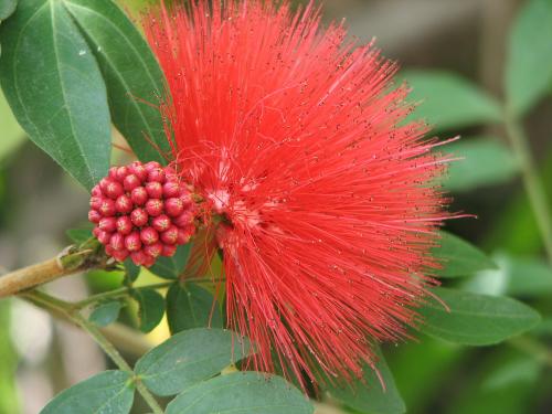 Calliandra haematocephala or Red Powder Puff