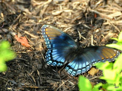 Red Spotted Purple...wings open