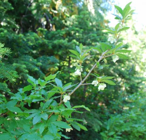 Cascade azalea