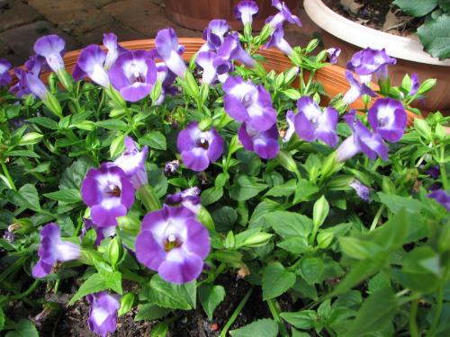 Torenia hybrid 'Violet Magic'
