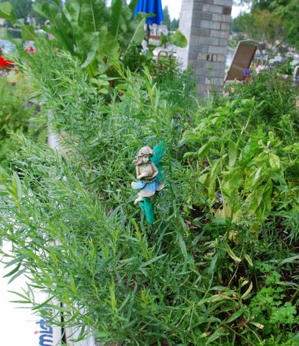 French Tarragon, with basil and rosmary in background