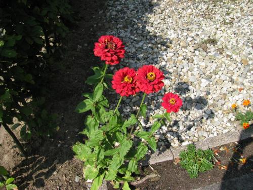 Bright red californian giants