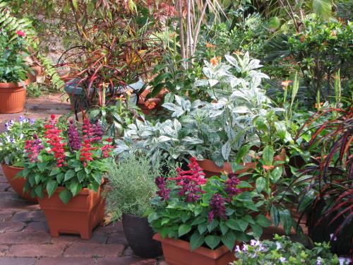 Potted Plants in the Courtyard Garden