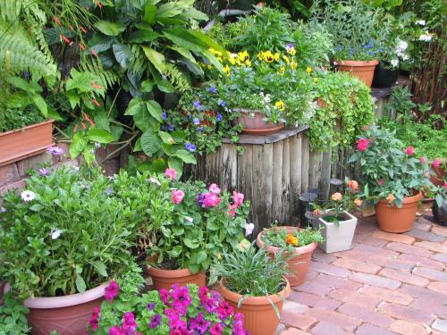 Potted plants in the Courtyard Garden