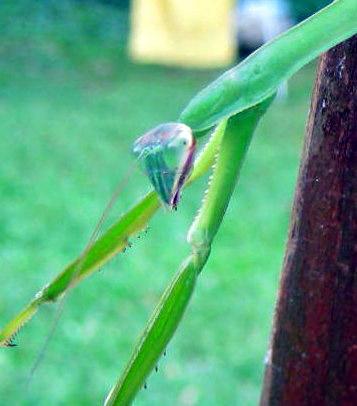 Mantis Close-Up