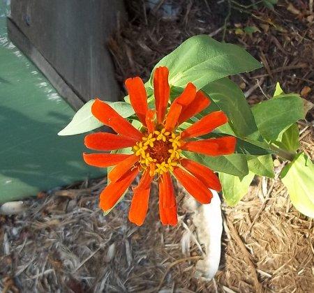 Zinnia but what kind