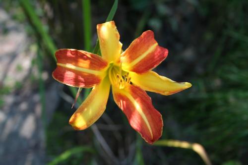 Late Blooming Daylily