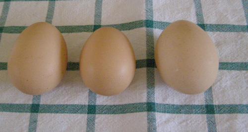 egg size comparison