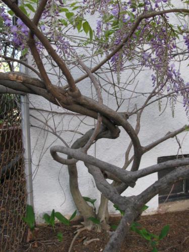 wisteria trunk