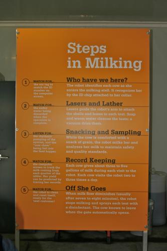 Milking steps